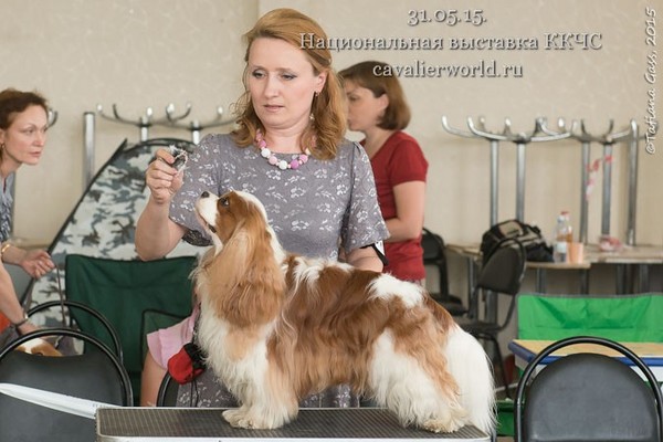 БРАЙТЛАЙТ ОФ МОСКОУ ДИДЖ exc2 CC.jpg